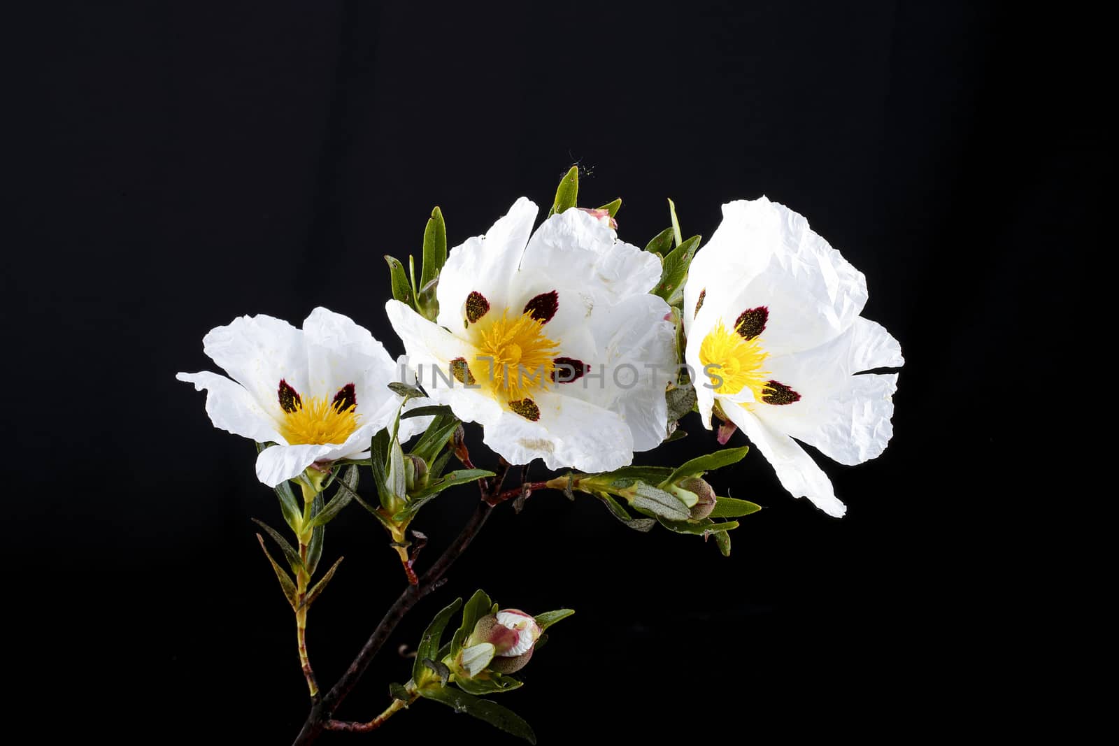 Gum rockrose - Cistus ladanifer - in the heath fields of Alentejo, Portugal