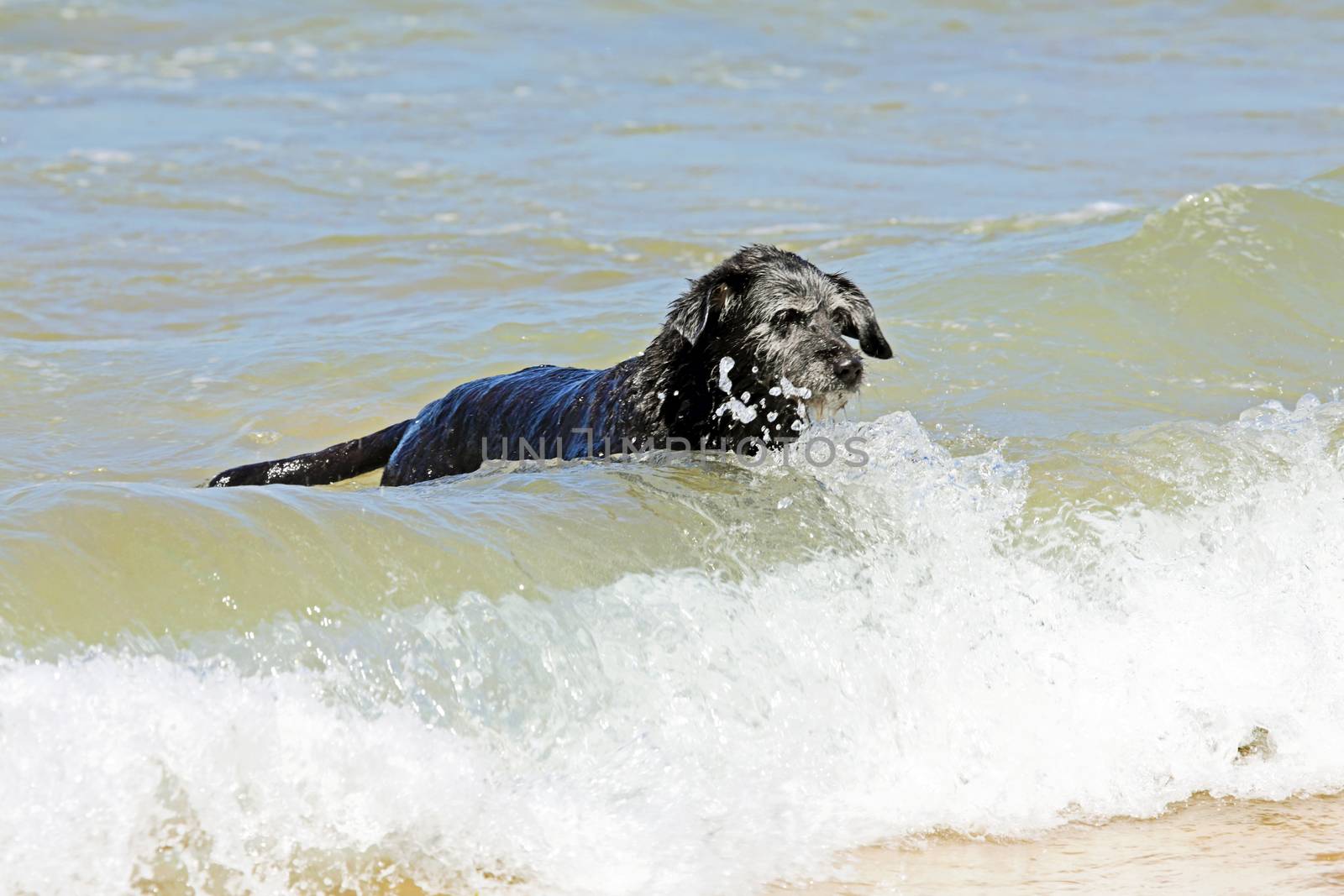 Black dog in the water from the ocean