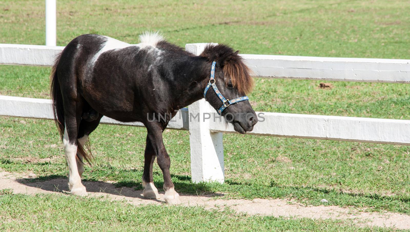 Mini black dwarf horse at a farm