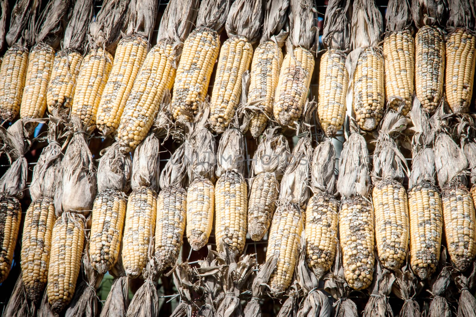 close up dry corn outdoor shot