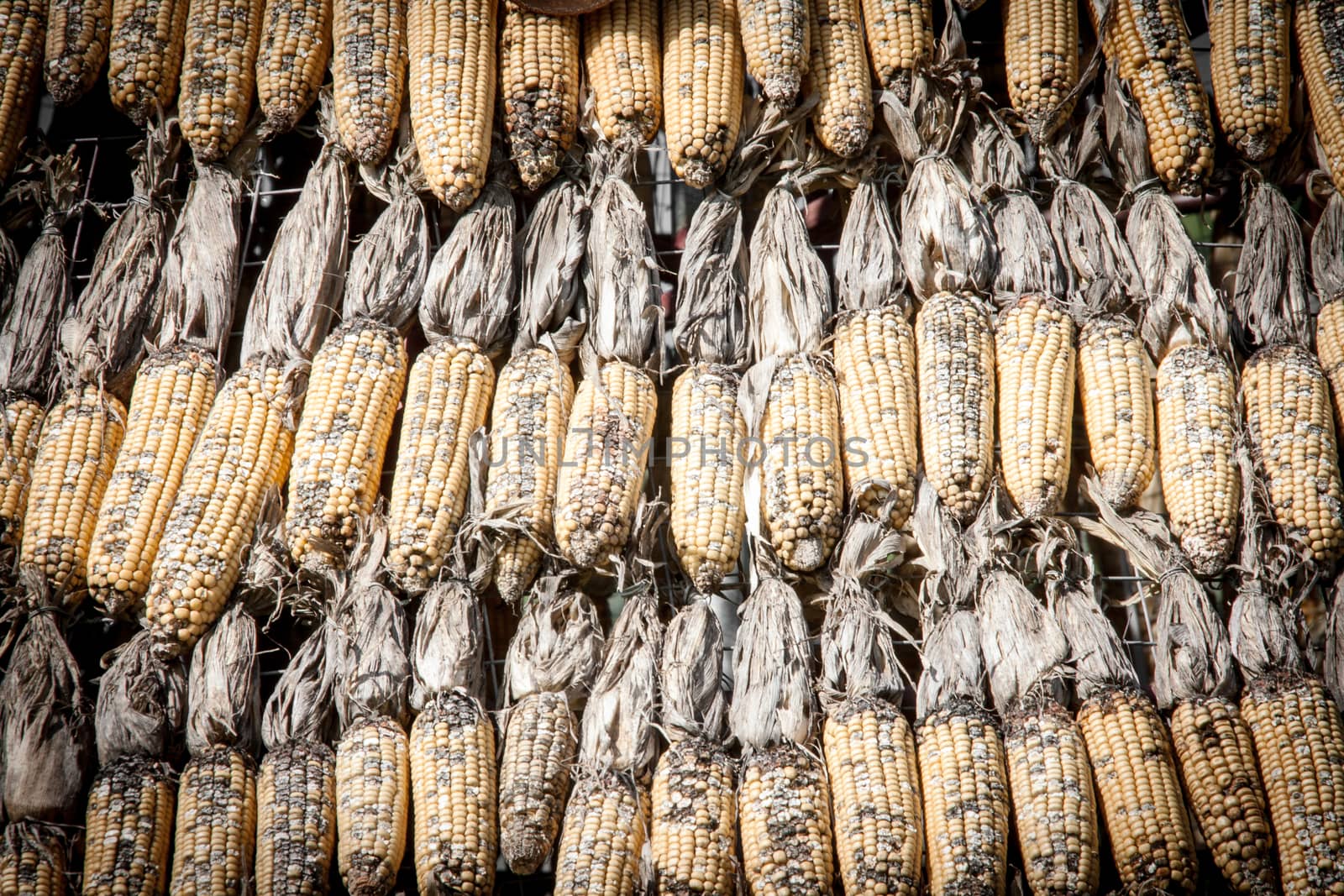 close up dry corn outdoor shot by yanukit