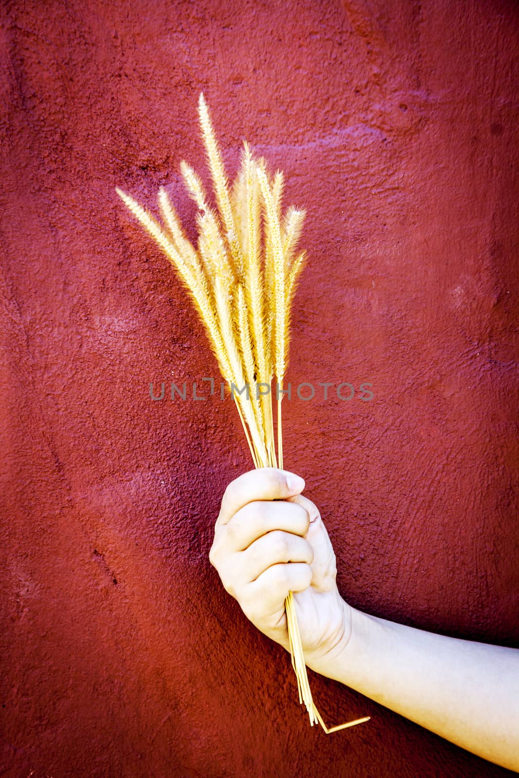 catching dry rice tree on red cement background