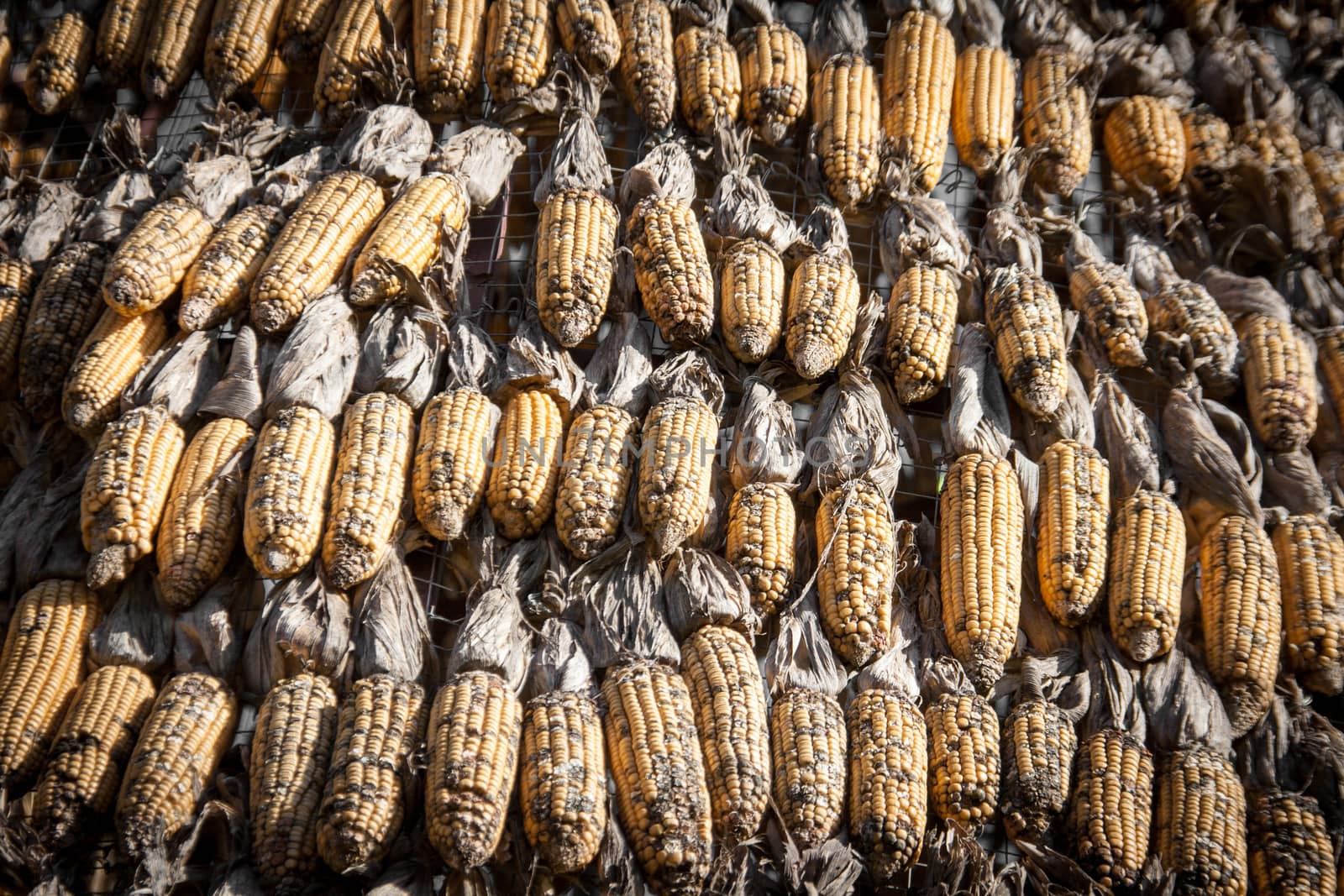 close up dry corn outdoor shot for agriculture background