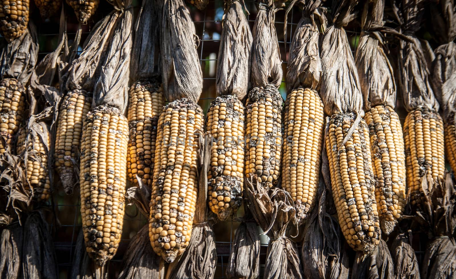 close up dry corn outdoor shot for agriculture background