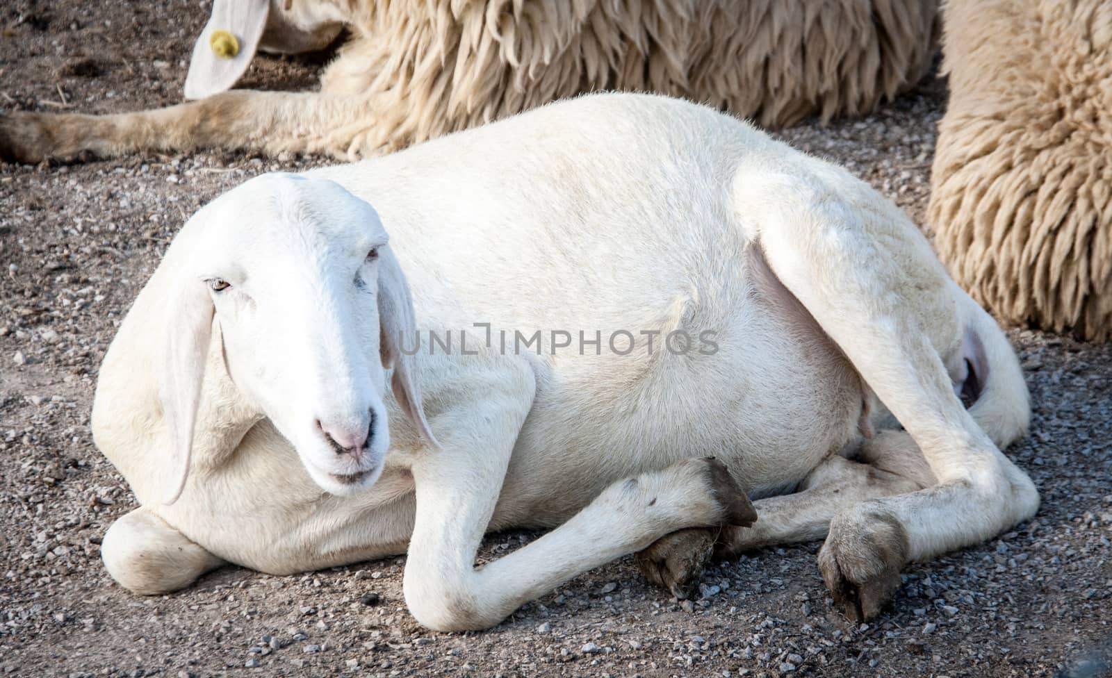 white smiling sheep sit on the ground