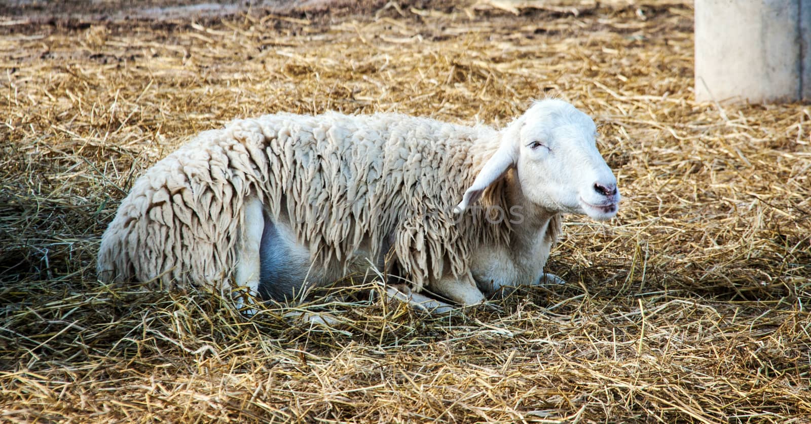smiling sheep on the straw dry grass