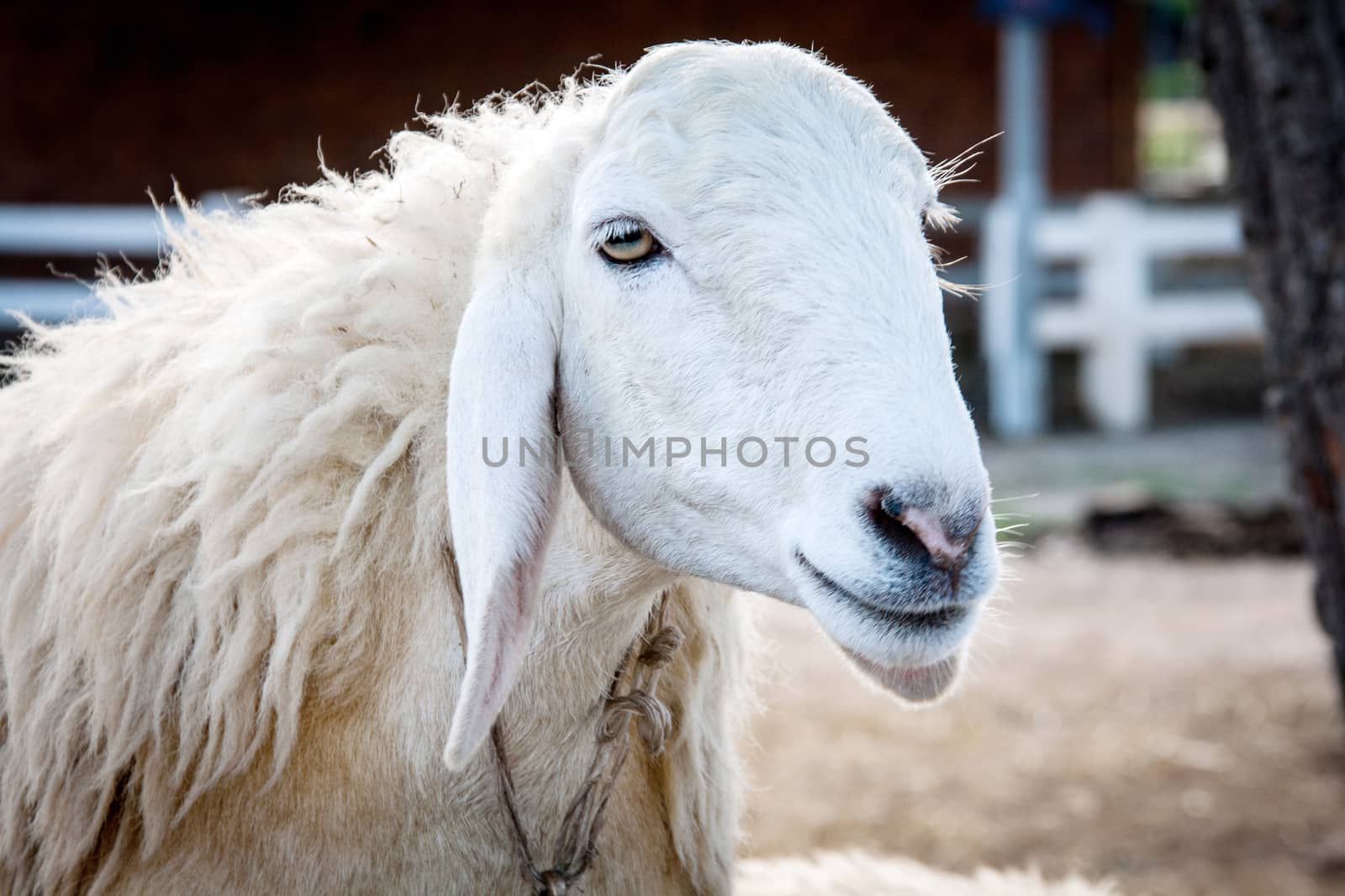 close up smiling sheep 