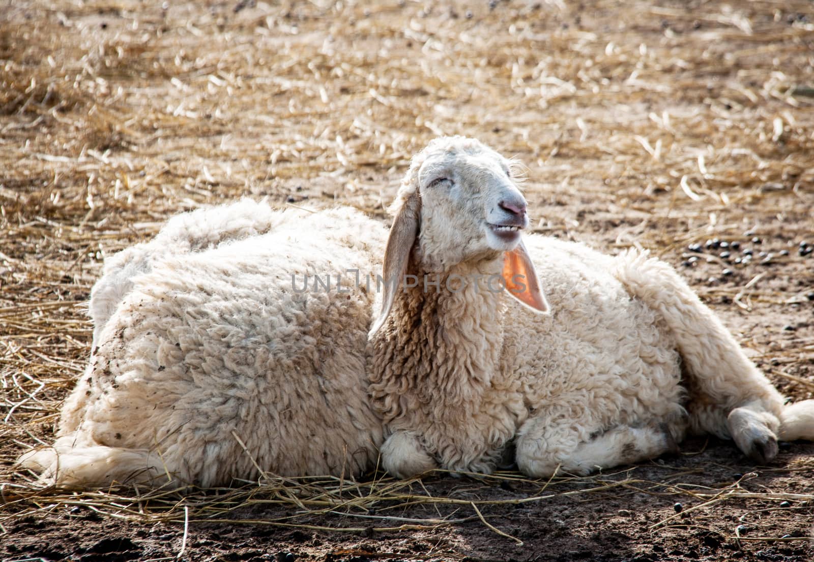 smiling sheep on the straw dry grass and ground