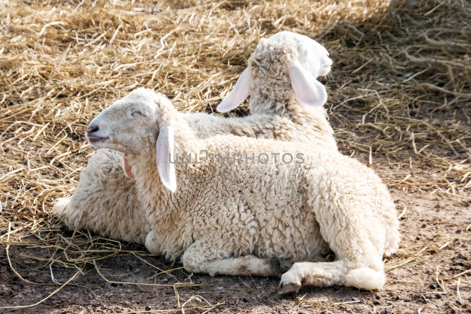 smiling sheep on the straw dry grass