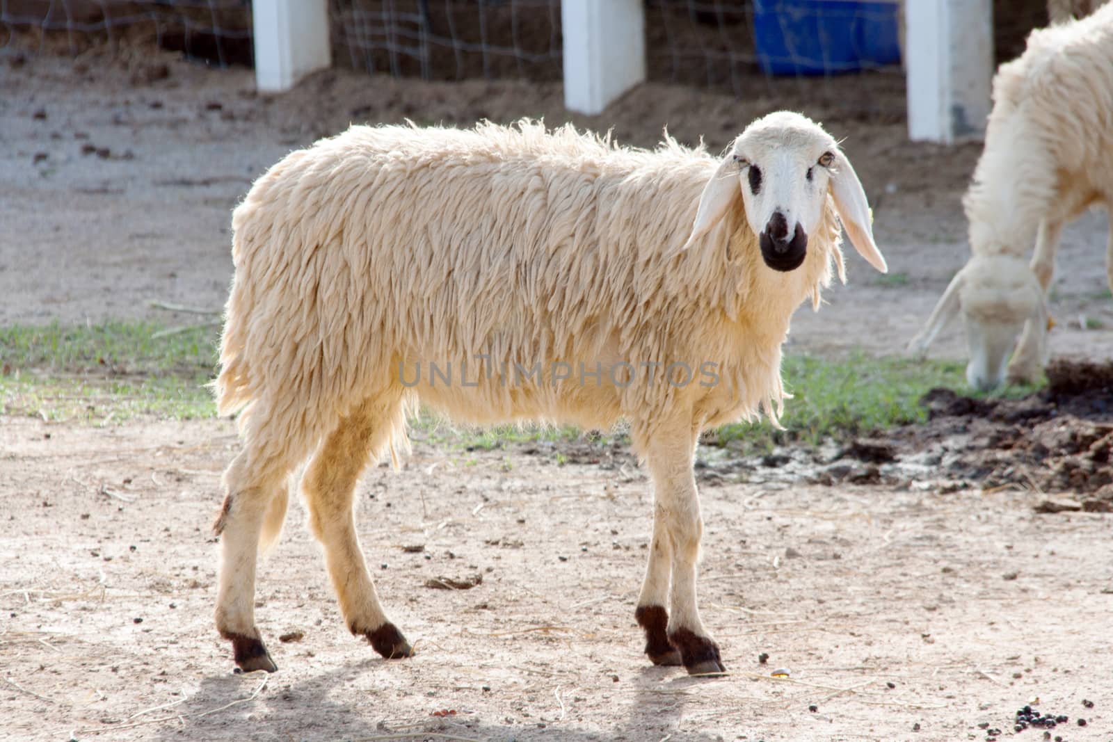 close up sheep on the farm