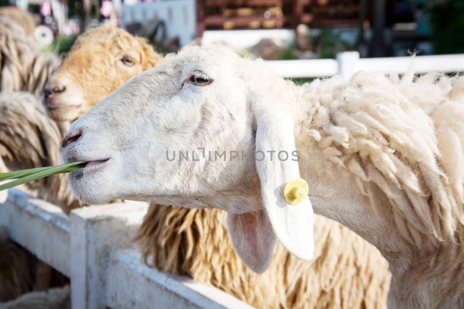 sheep eating green grass at the farm by yanukit