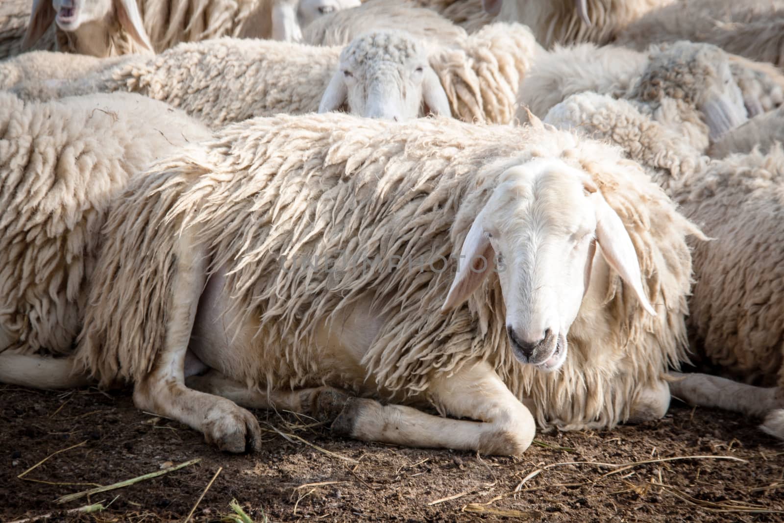 sheep sit at the farm