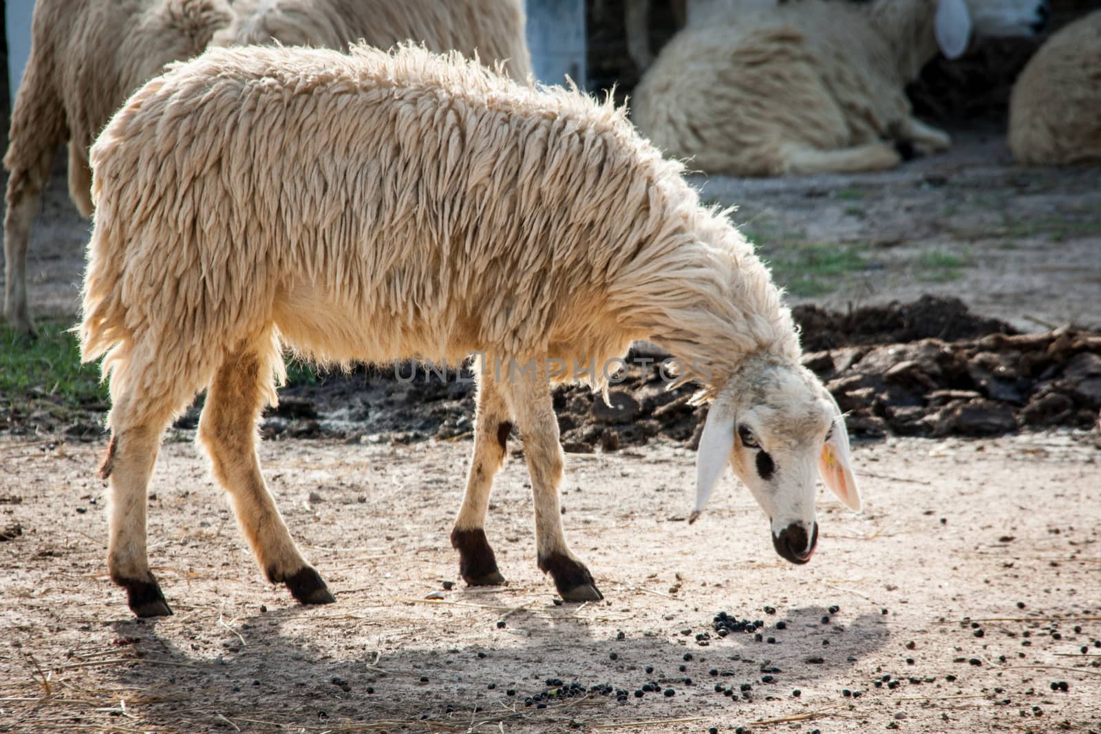 sheep sit at the farm