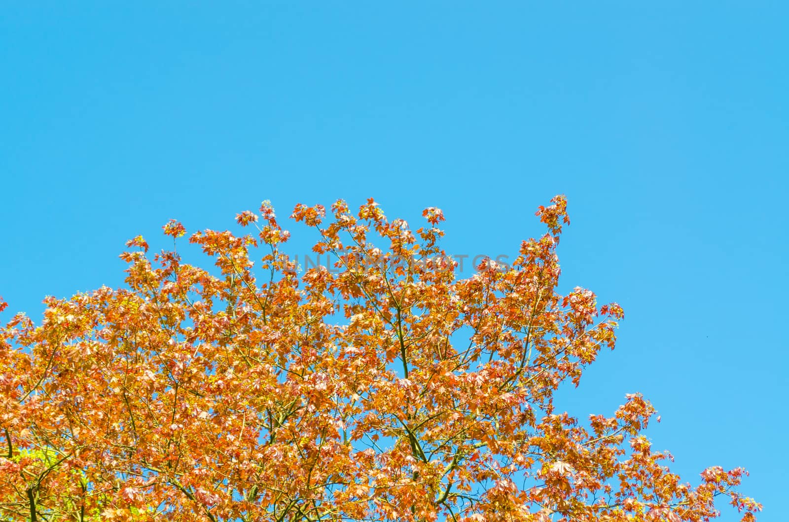 Top of the tree, leaves autumn-colored against a blue sky
