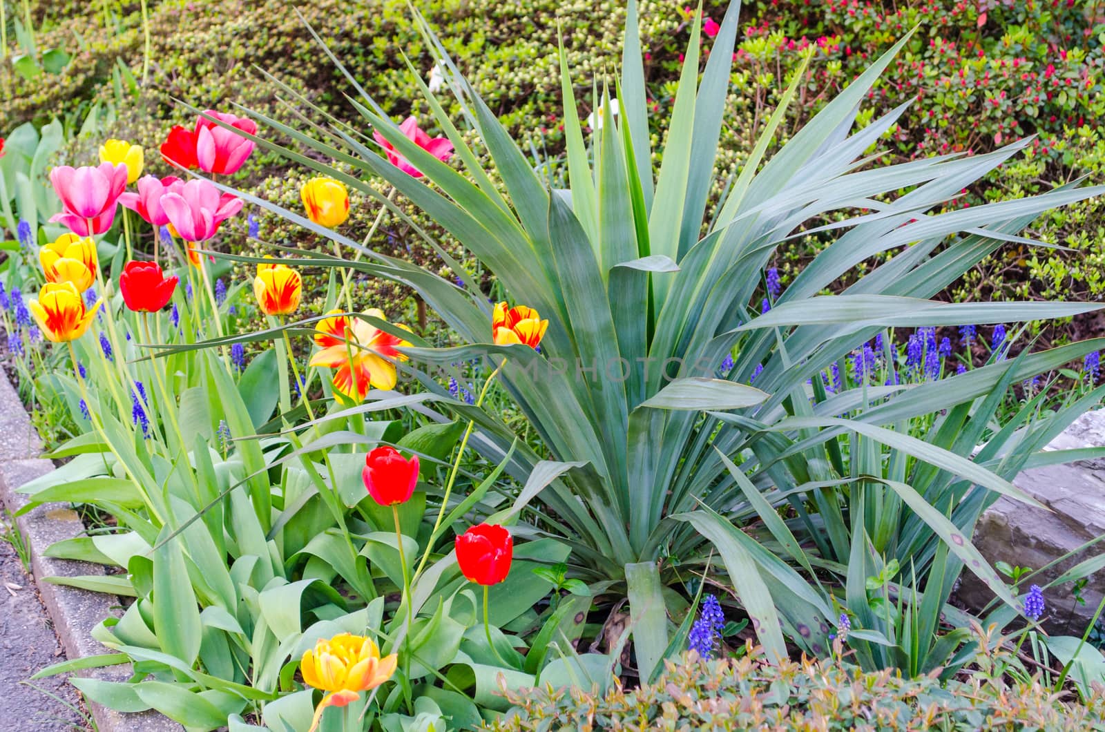 Tulips in the front yard by JFsPic