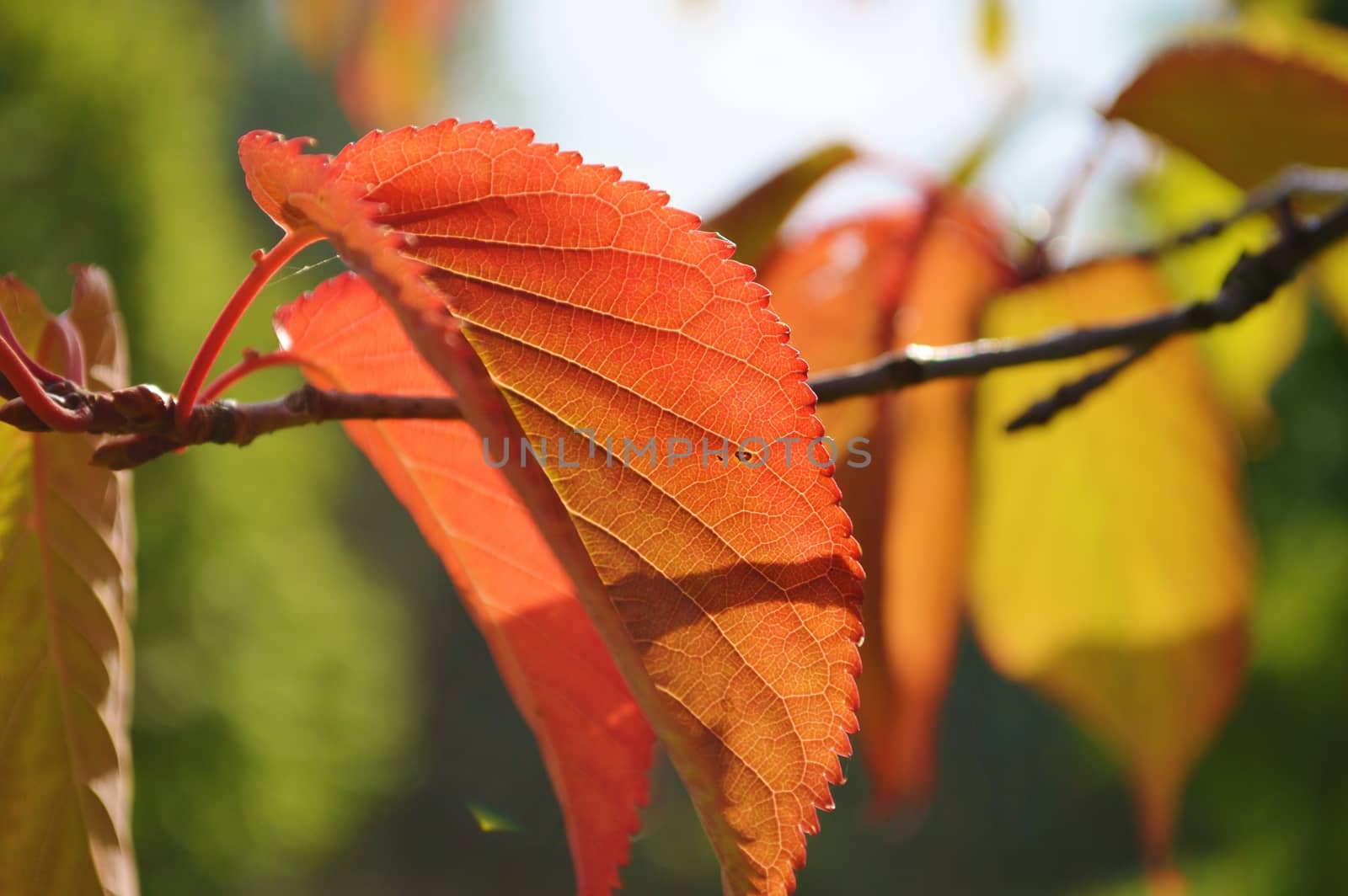 A close-up image of colourful Autumn leaves.