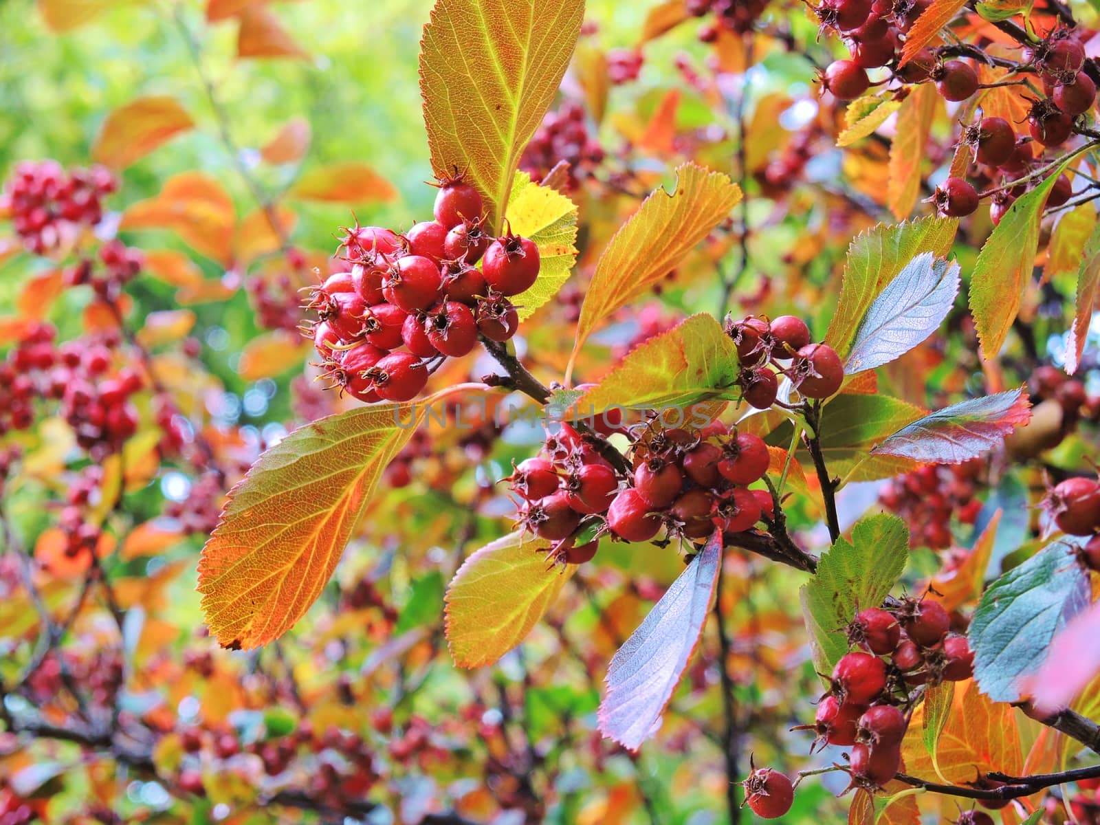 A close-up image of colourful Autumn leaves and red berries.