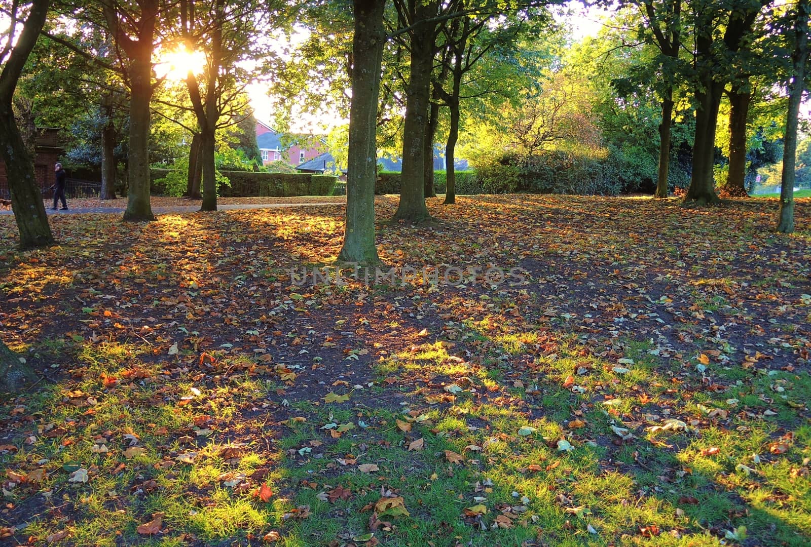 A colourful Autumn scene taken just before sunset.