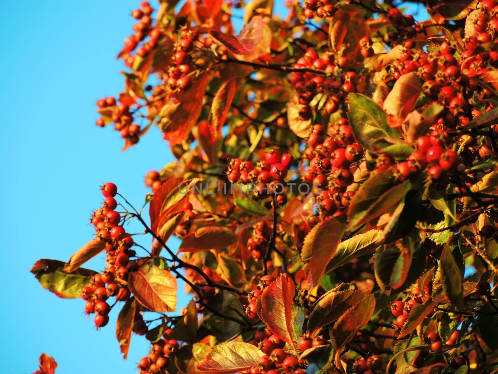 A close-up image of colourful Autumn leaves and red berries.