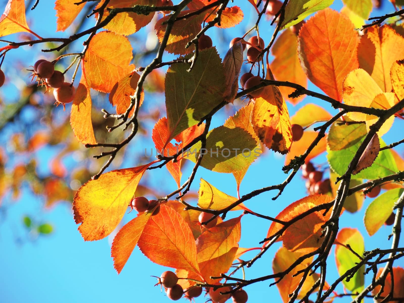A close-up image of colourful Autumn leaves against a clear blue sky.