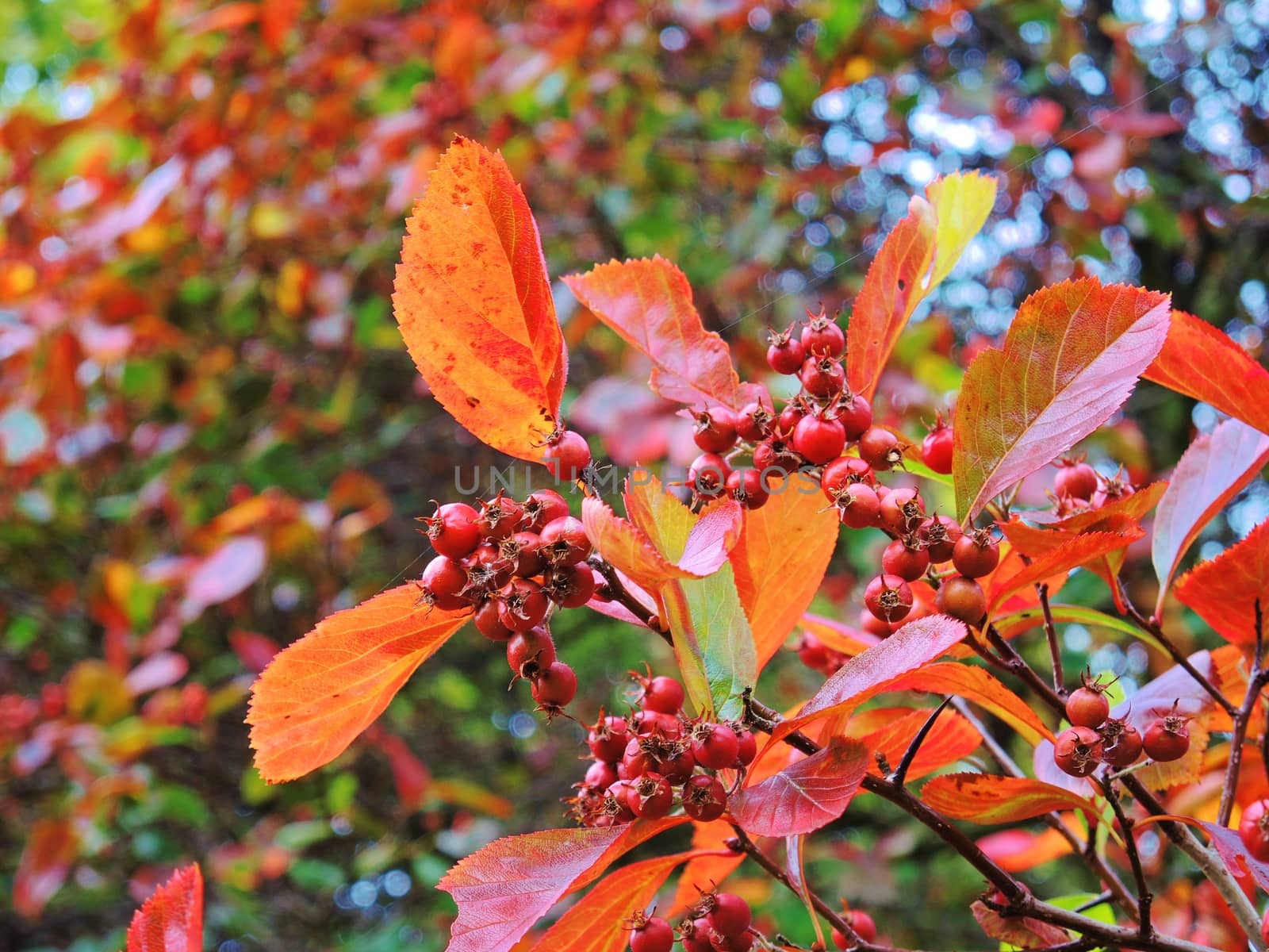 A close-up image of colourful Autumn leaves and red berries.