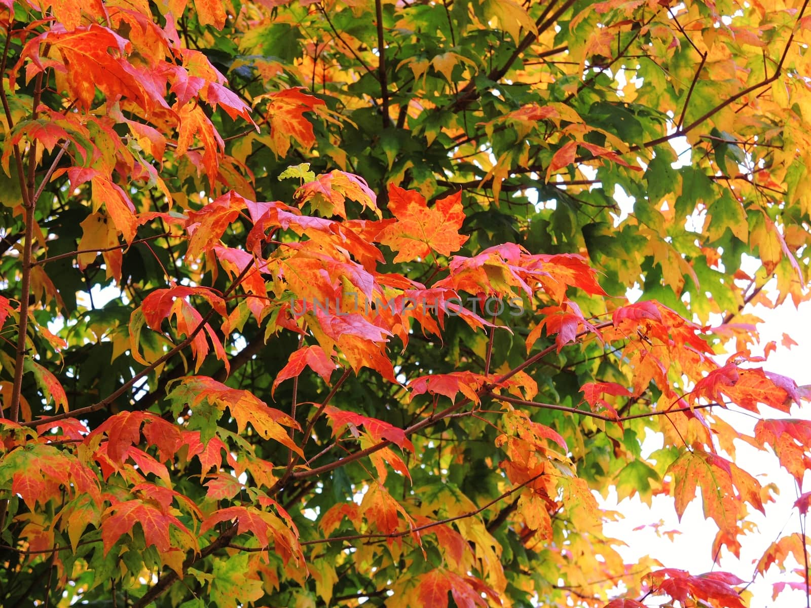 A close-up image of colourful Autumn leaves.