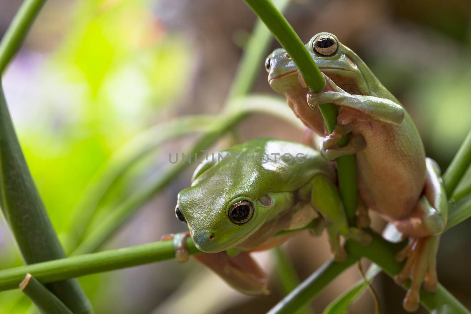 Australian Green Tree Frogs by andrew_blue