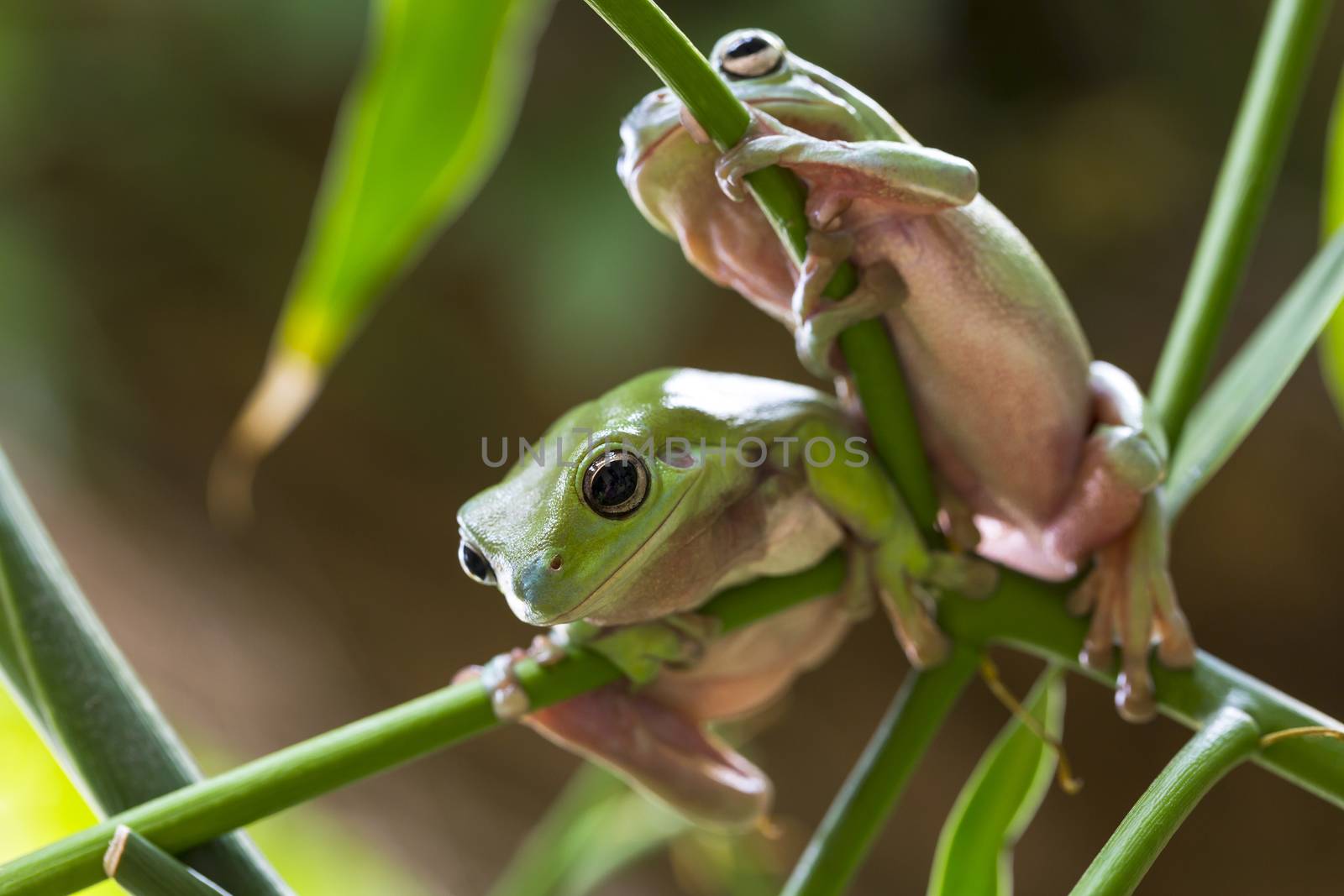 Two Australian Green Tree Frog on a leaf.
