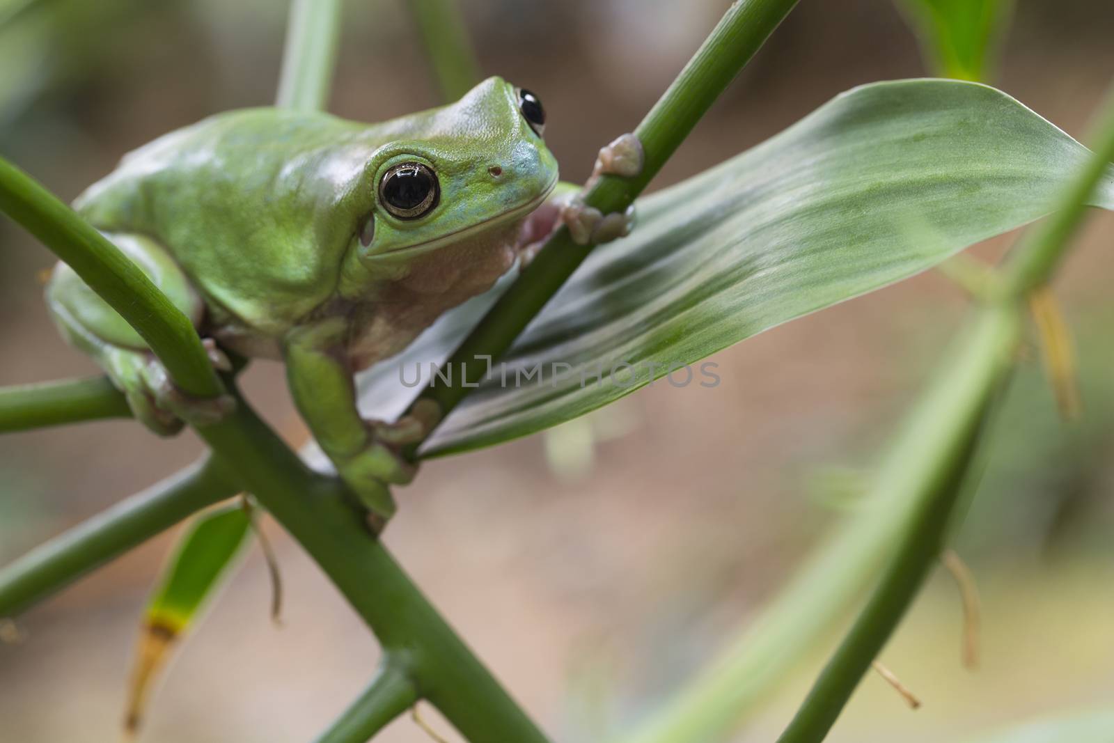 Australian Green Tree Frog by andrew_blue