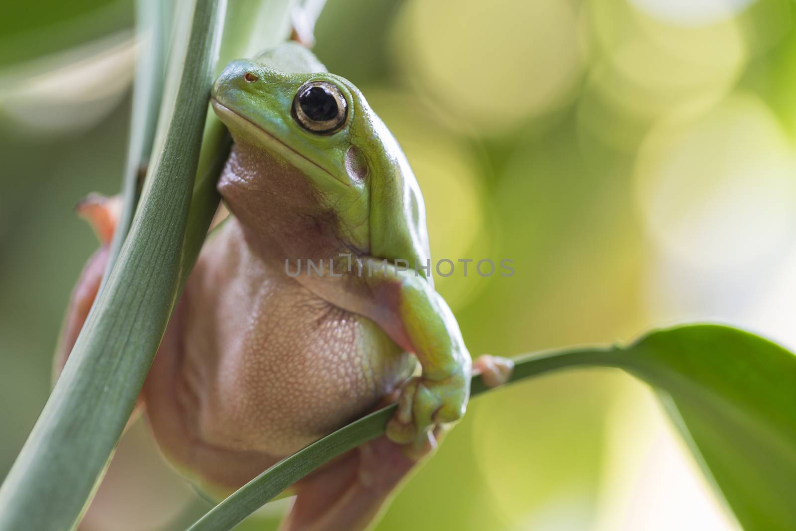 Australian Green Tree Frog on a leaf.
