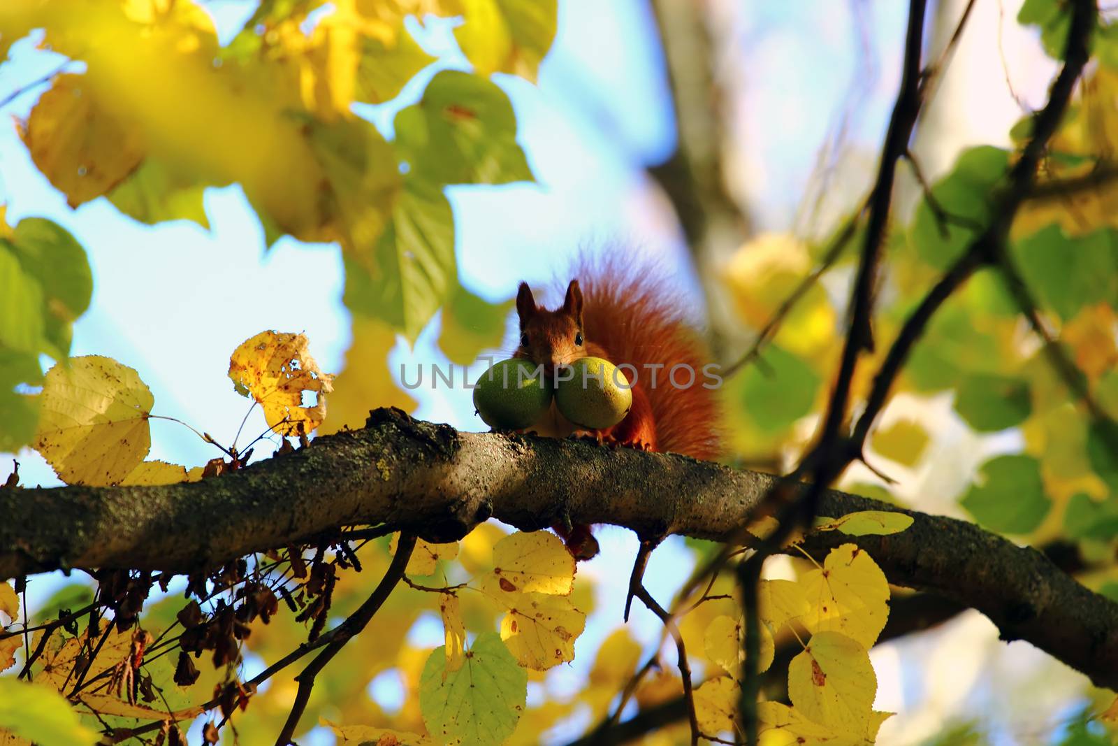 red squirrel stores large green walnuts for the winter