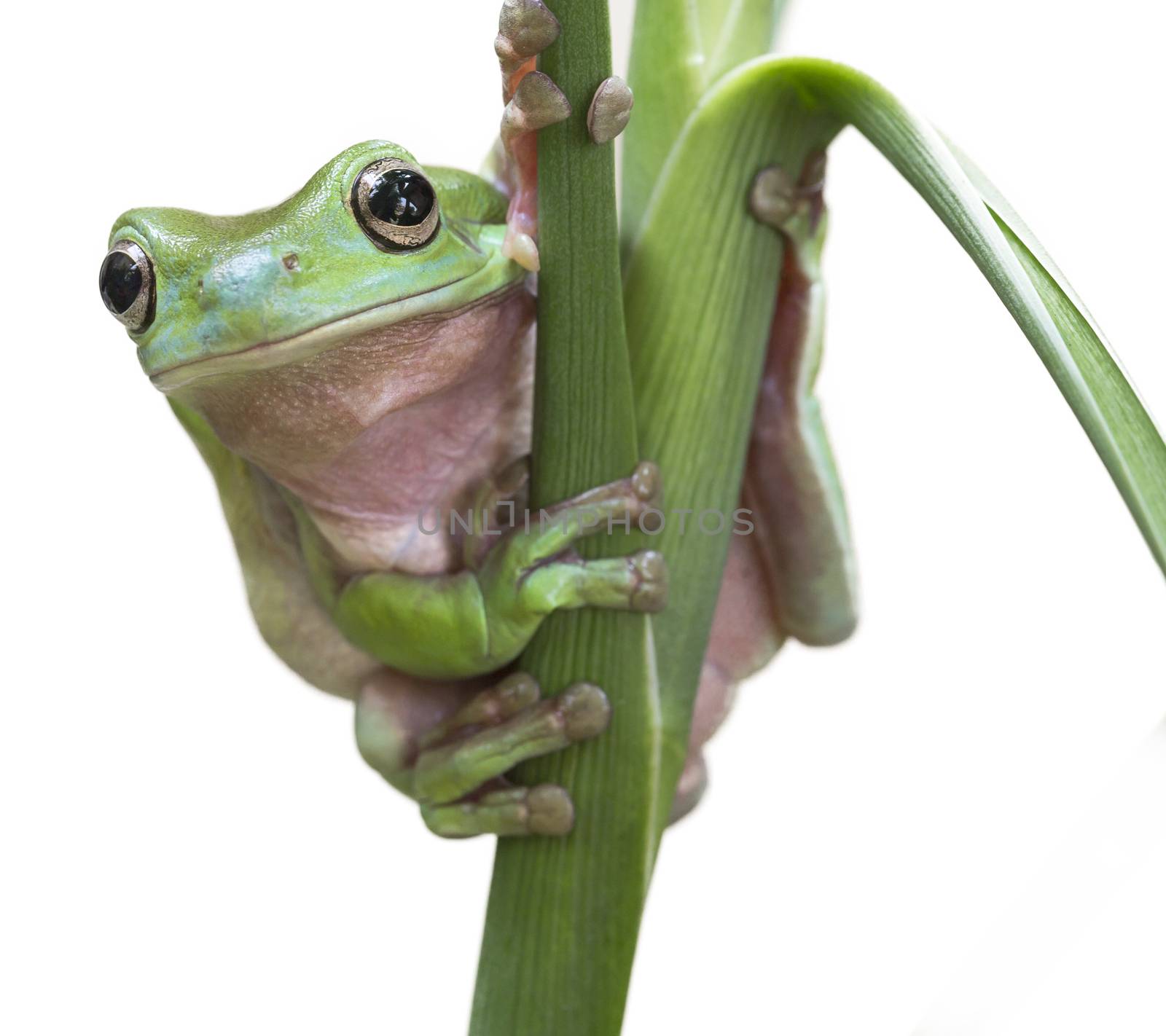 Australian Green Tree Frog on a leaf isolated on white.