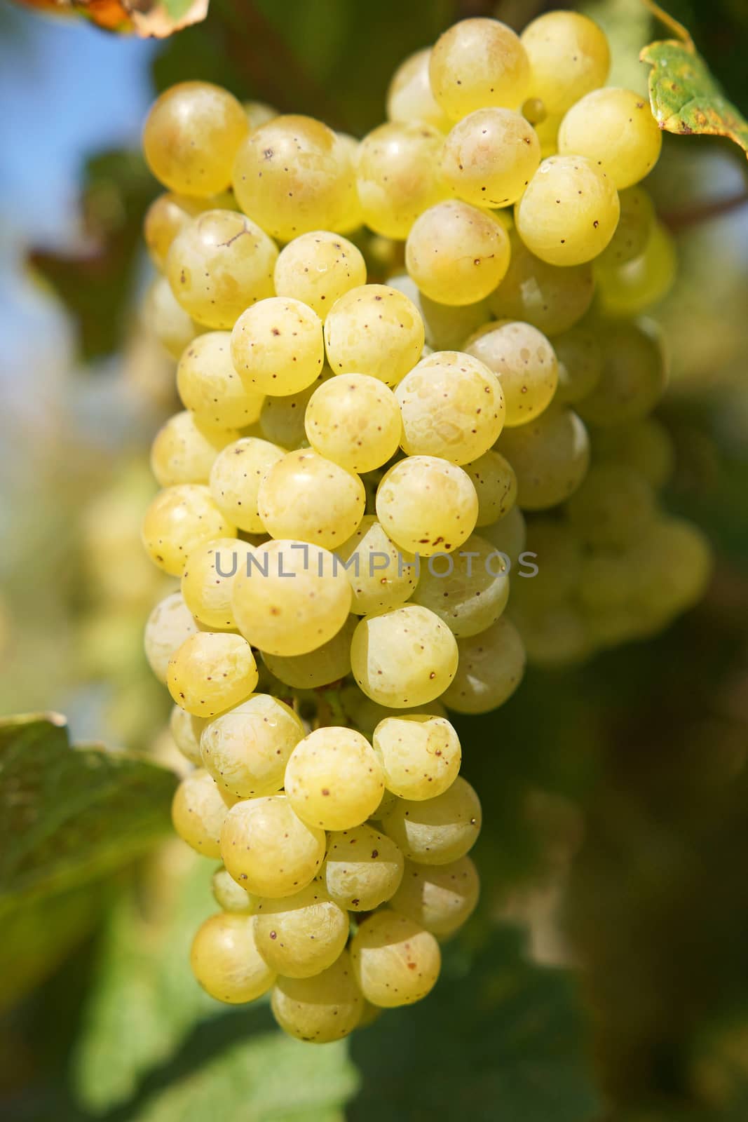 Bunch of grapes in the autumn, Moselle