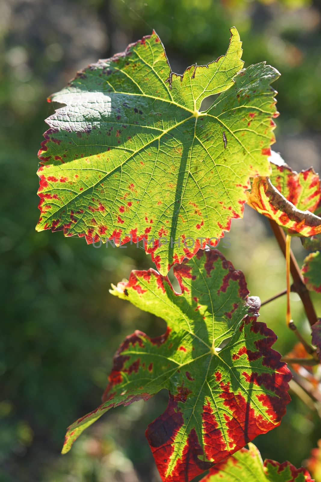 Colours of the automn  by alfotokunst