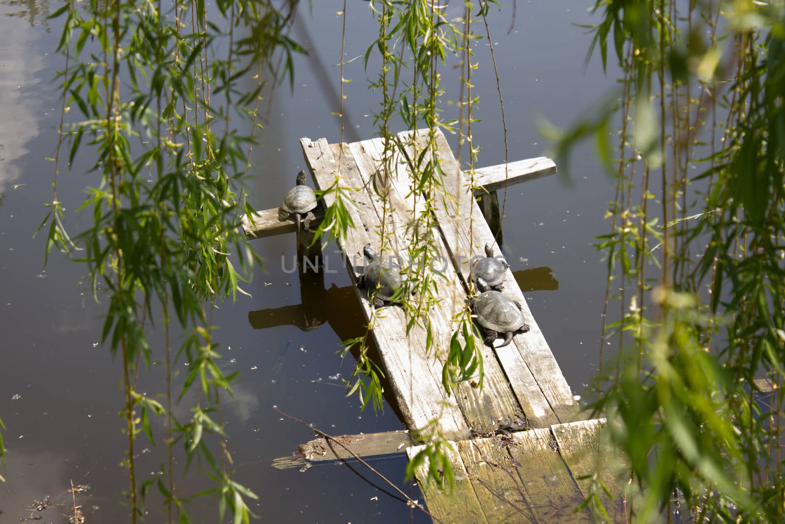 turtle in the park by NadinSergeeva