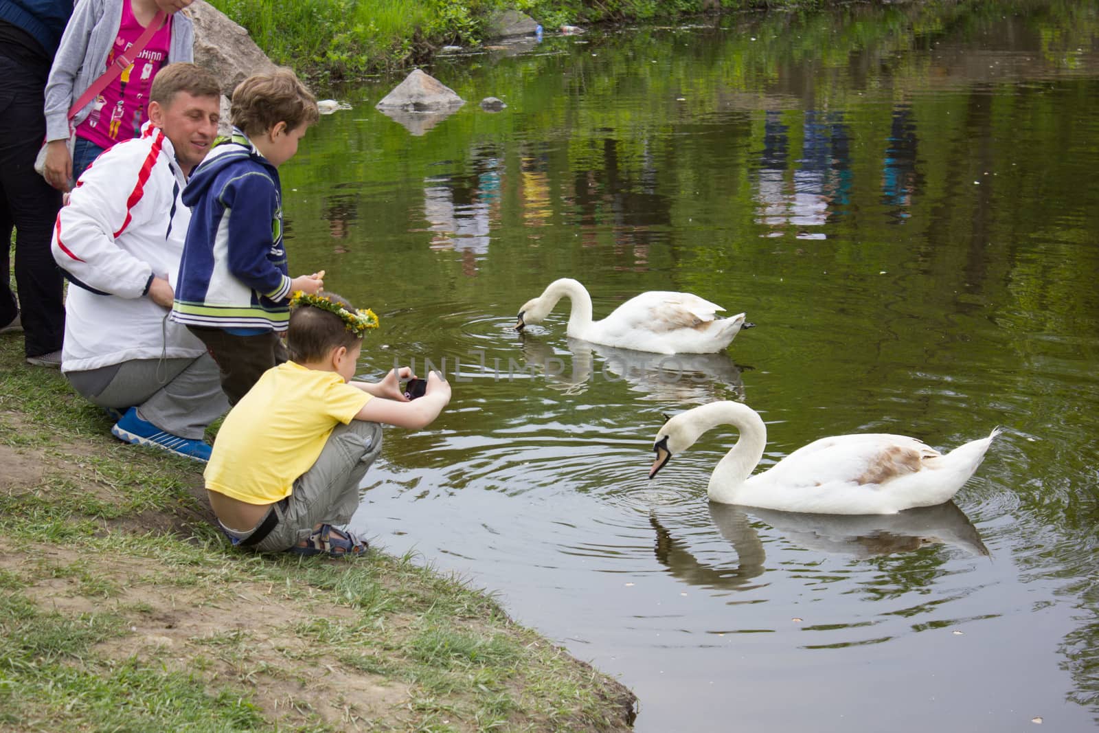 two swans in the park by NadinSergeeva