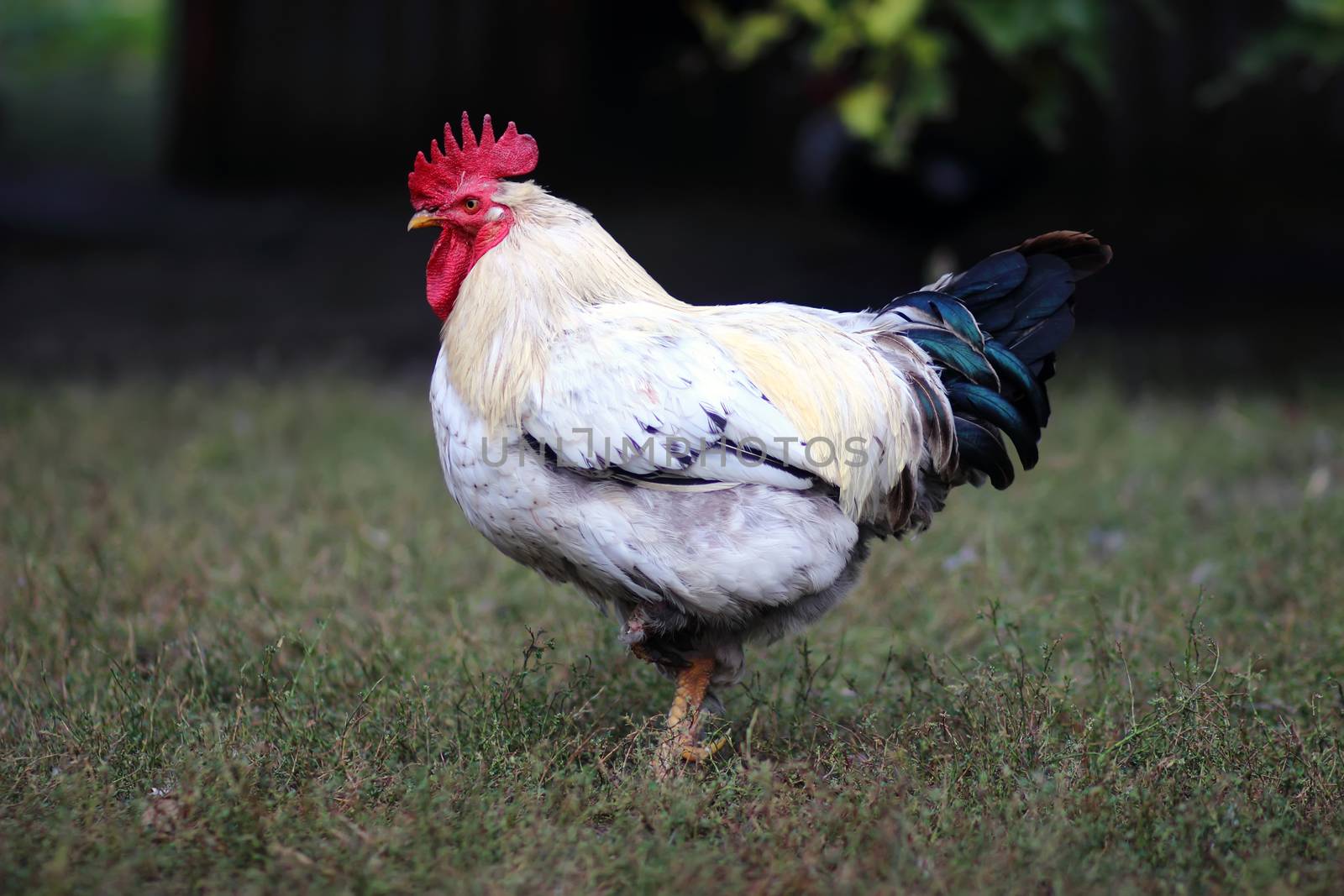 photo of a striped white and black feather rooster standing on one leg, stylized and filtered to look like an oil painting