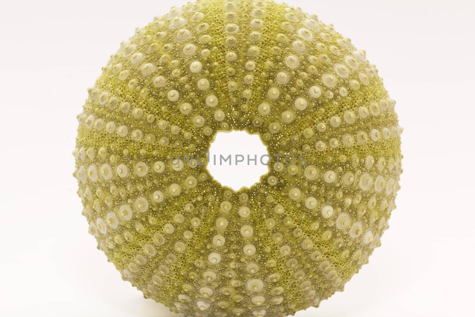 skeleton of sea shell green  echinoidea isolated on white background- macro