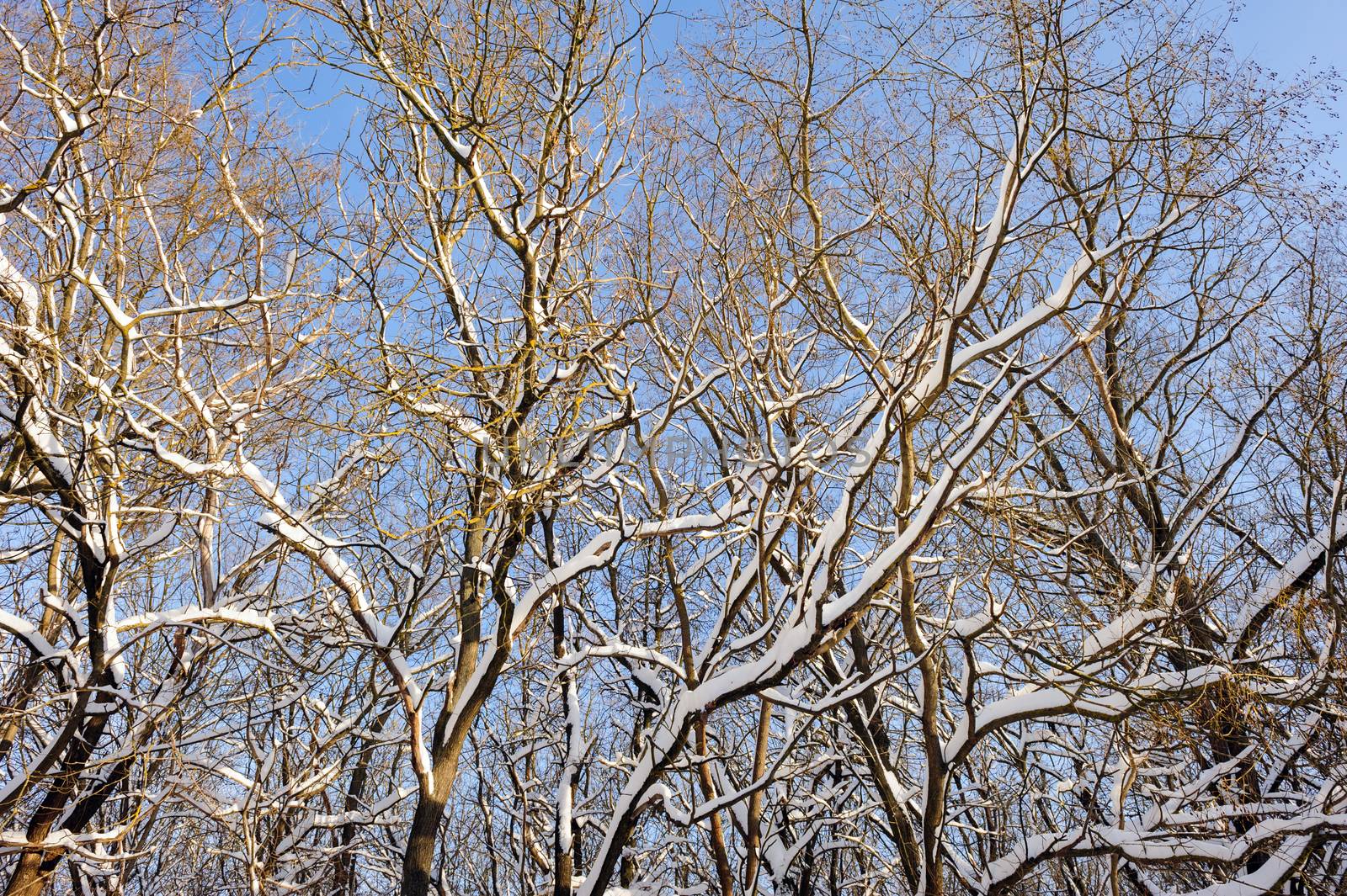 Trees covered with snow in frozen winter forest