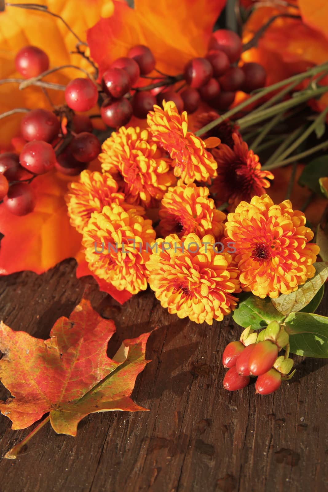 Fall or autumn flowers, and berries with orange leaves on a wooden background