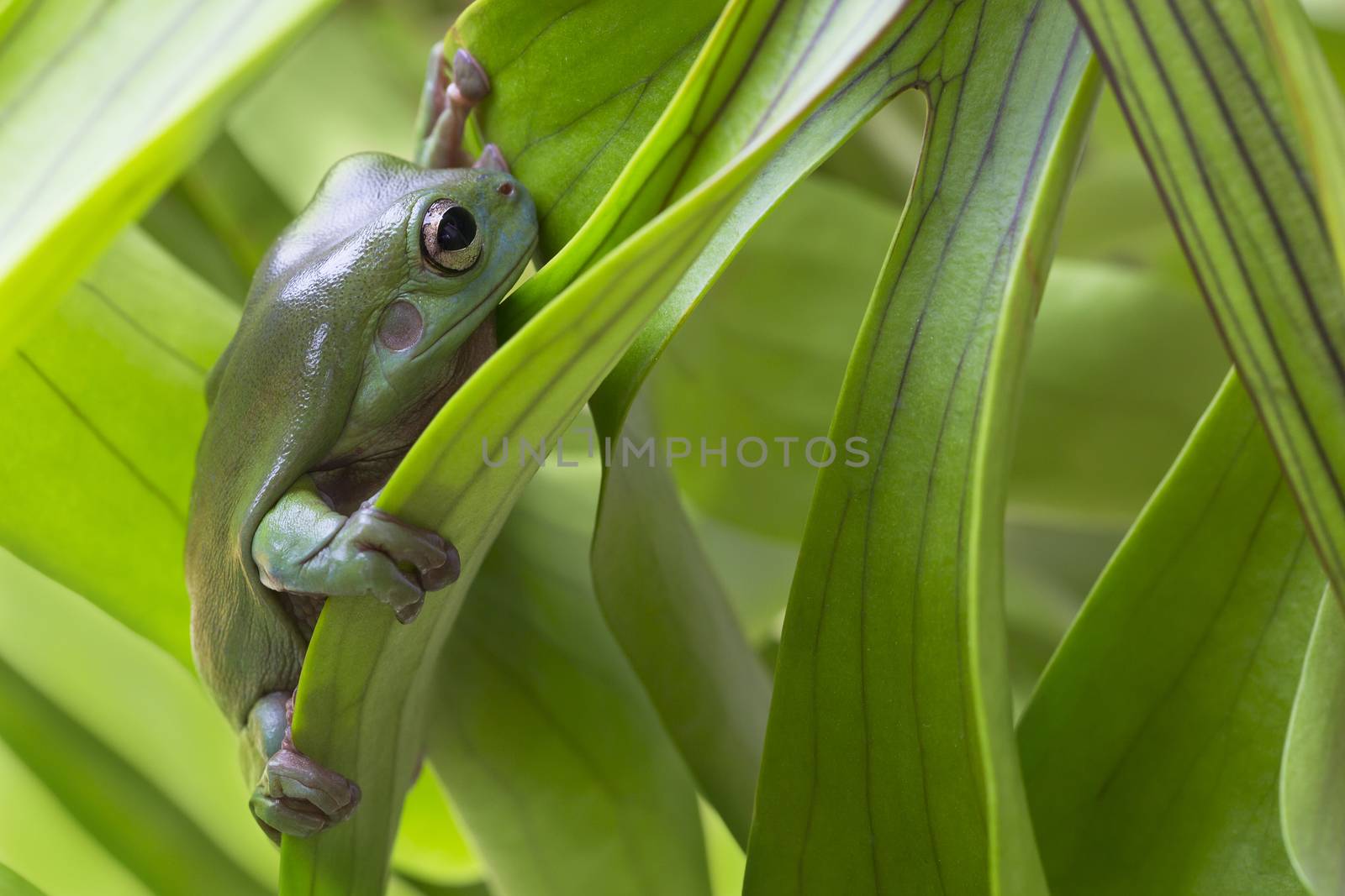 Australian Green Tree Frog on a leaf.