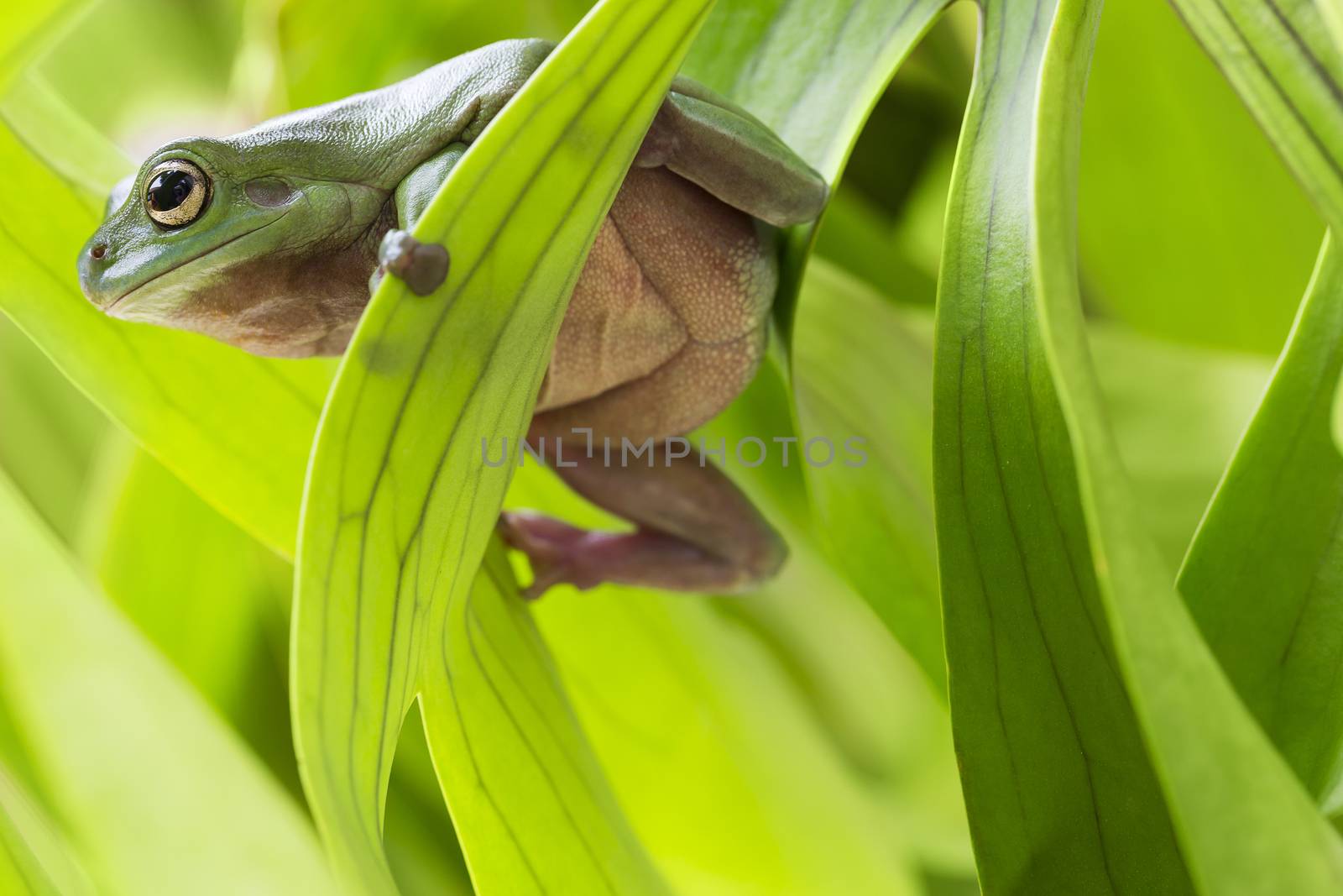 Australian Green Tree Frog on a leaf.
