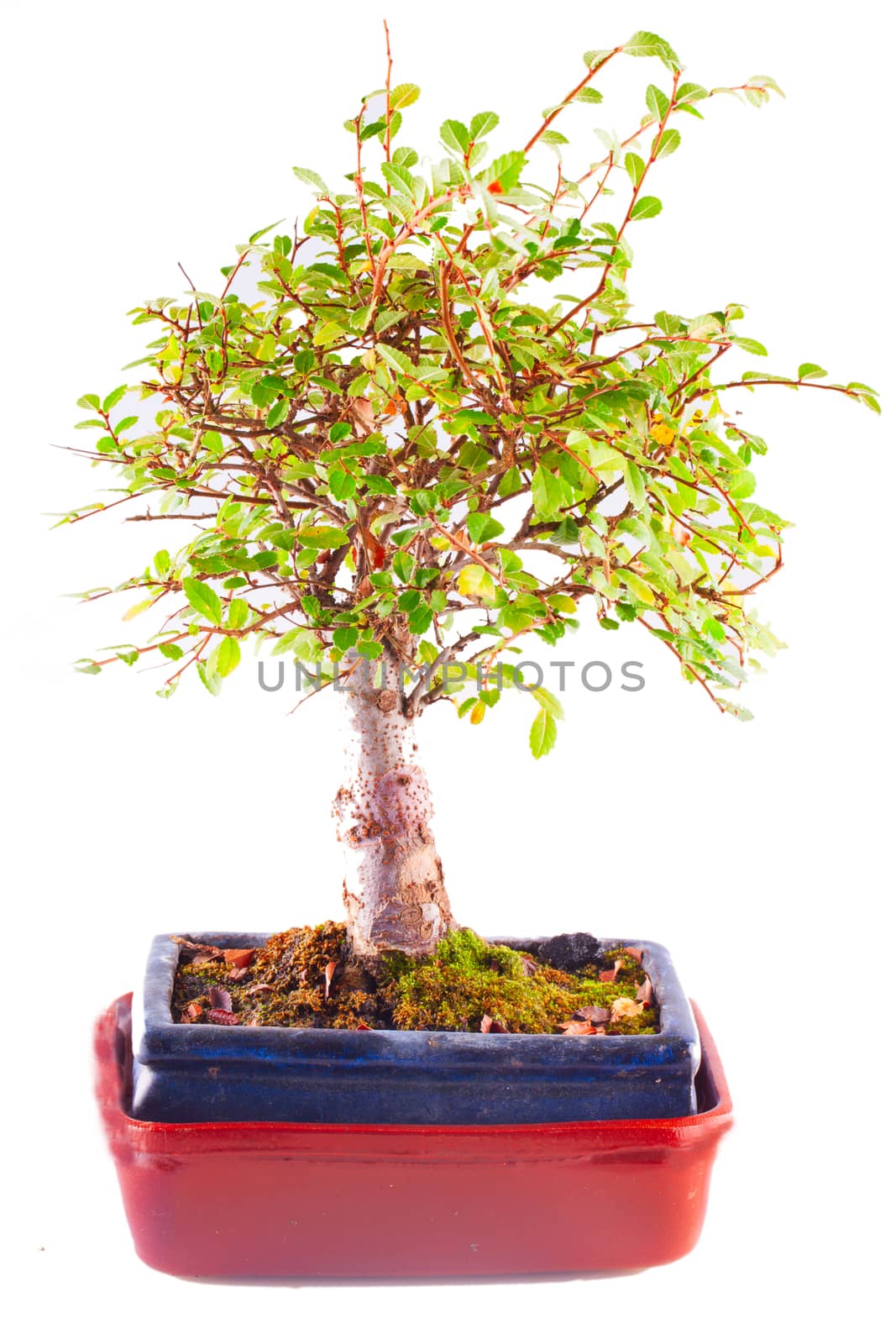 Green bonsai isolated over total white background
