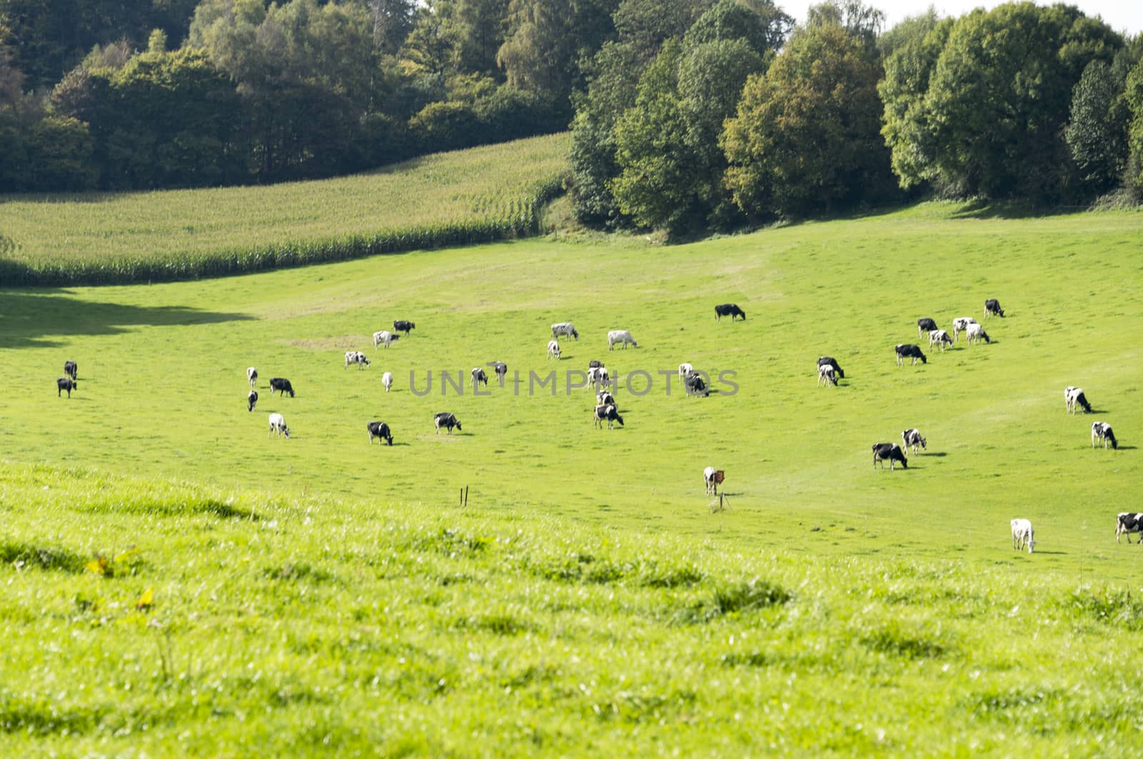 cows grazing on the belgium hills by compuinfoto