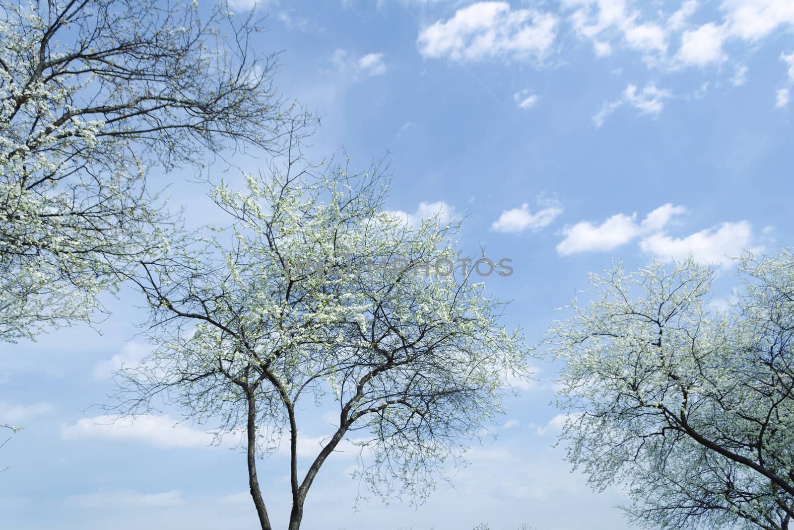 beautiful blossom cherry trees over blue spring sky background