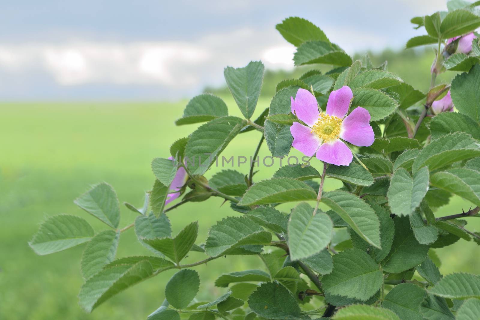 prickly wild rose bush with blossom flower; focus on flower 
