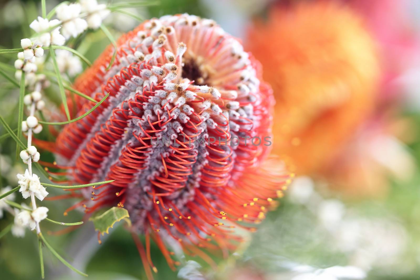 Flowering leucospermum protea flower.  Plant belonging to Proteaceae family with stunning inflorescences, prominent styles and grey green leathery leaves.  This one is red with yellow tips