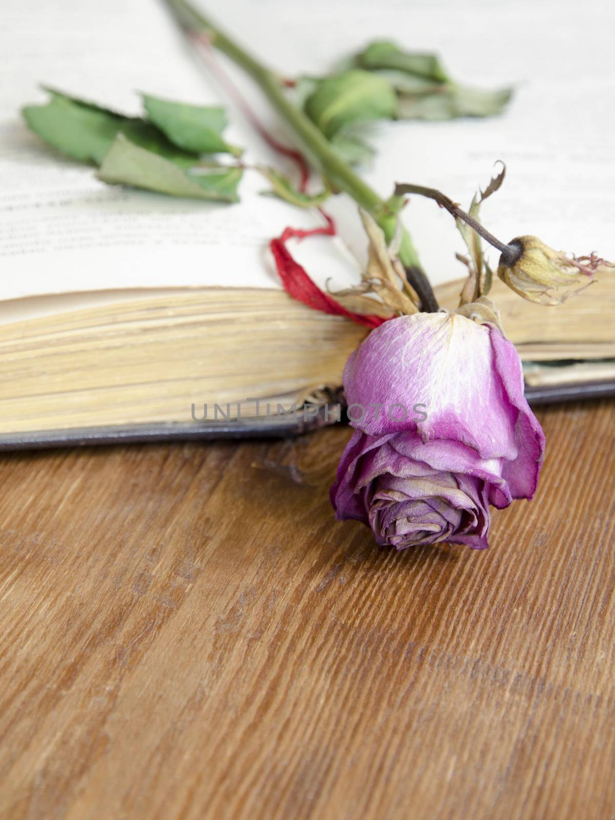 open vintage book with dry pink rose on it; focus on flower