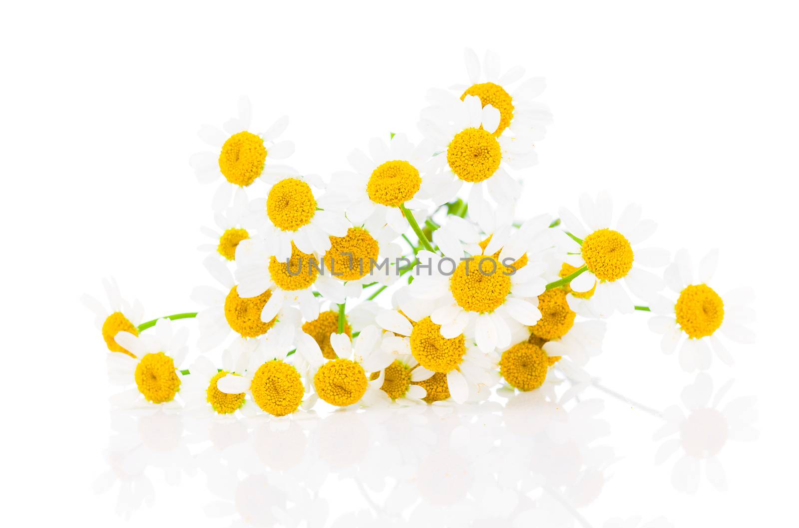 flower camomile isolated on white background