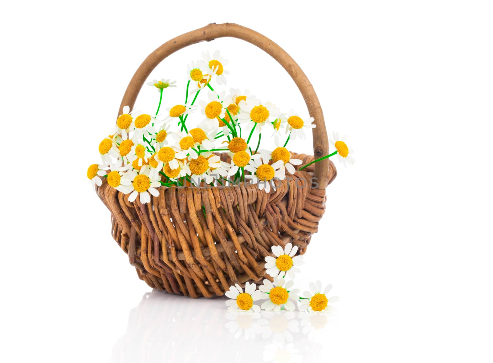 beautiful camomile flowers in basket, isolated on white